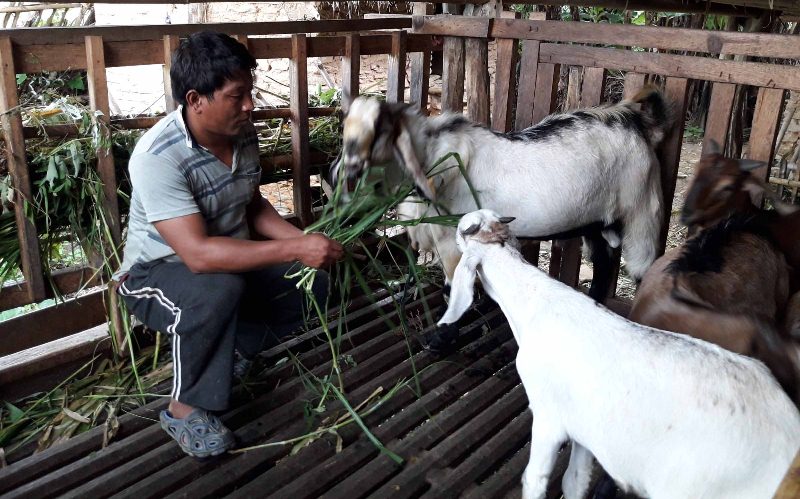 गन्धमान  राई, बाख्रा र सुँगुर पालनबाट मालामाल